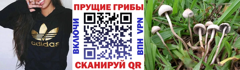 сайты даркнета официальный сайт Дальнереченск Галлюциногенные грибы Magic Shrooms